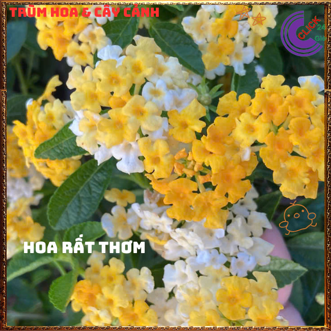Chậu Hoa Ngũ Sắc VÀNG MẬT giống RŨ trâm ổi thơm ngát KHÔNG GIAO XA️🌭Hoa Mười Giờ Bonsai & Phụ Kiện