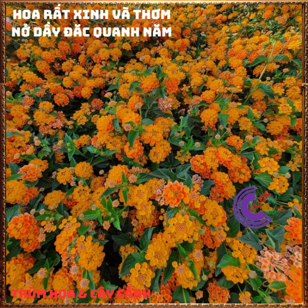 Chậu Hoa Trâm ổi VÀNG CAM giống đứng ngũ sắc rất thơm KHÔNG GIAO XA⏰TRÙM HOA VÀ CÂY CẢNH