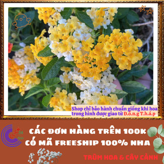 Cây Hoa Ngũ Sắc VÀNG MẬT TRẮNG giống RŨ trâm ổi thơm KHÔNG GIAO XA️📜 Hoa Đẹp Dễ Trồng