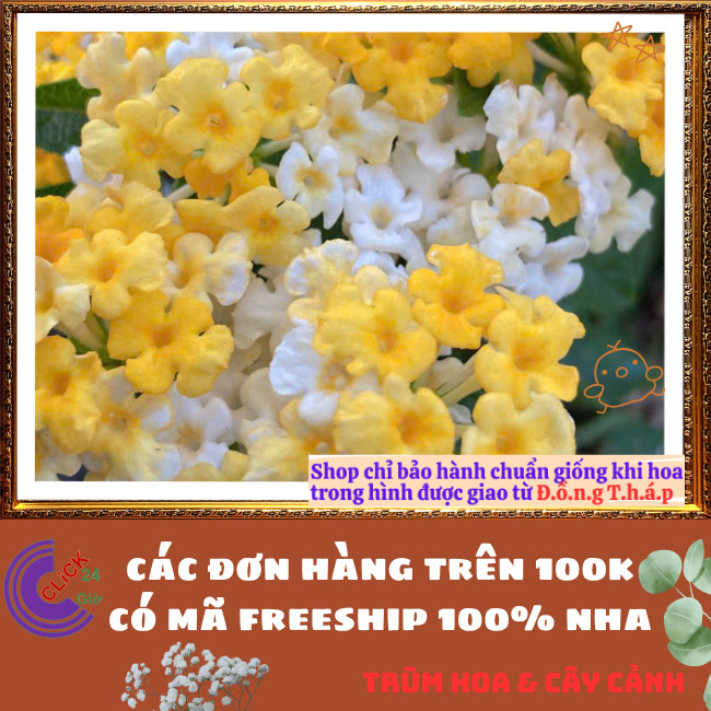 Chậu Hoa Trâm ổi VÀNG MẬT TRẮNG giống RŨ ngũ sắc thơm KHÔNG GIAO XA⏰ TRÙM HOA VÀ CÂY CẢNH