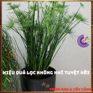 Chậu Cây Thủy Trúc THÁI- Trồng Bán Cạn Thủy Sinh Siêu Lọc Nước Bẩn ️🌭Hoa Mười Giờ Bonsai & Phụ Kiện
