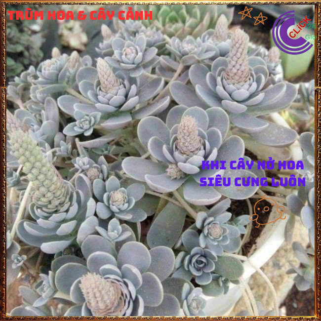 Chậu HOA HỒNG DÂY SIÊU ĐẸP DỄ TRỒNG NHƯ CỎ RẤT DỄ NHÂN GIỐNG ⏰TRÙM HOA VÀ CÂY CẢNH