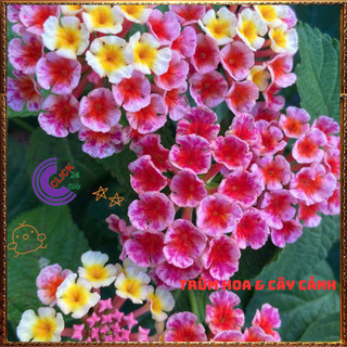 Chậu Hoa Trâm ổi HỒNG SỌC giống đứng ngũ sắc rất thơm KHÔNG GIAO XA️️🥁MiMa market