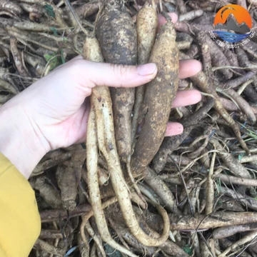 Củ đẳng sâm tươi rừng Tây Bắc ngâm rượu loại 1 (1kg). Đẳng sâm tươi, khô giúp bồ bổ sức khoẻ, tăng cường miễn dịch