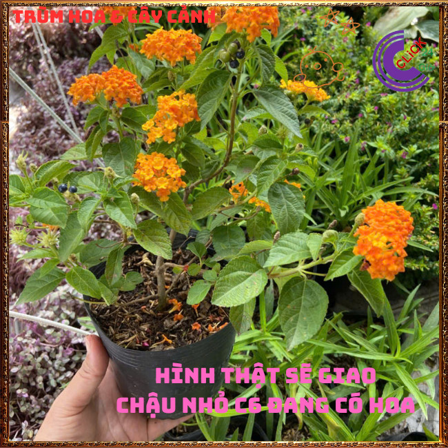 Chậu Hoa Trâm ổi VÀNG CAM giống đứng ngũ sắc rất thơm KHÔNG GIAO XA⏰TRÙM HOA VÀ CÂY CẢNH