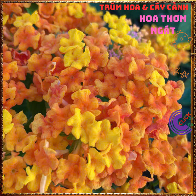 Chậu Hoa Trâm ổi VÀNG CAM giống đứng ngũ sắc rất thơm KHÔNG GIAO XA⏰TRÙM HOA VÀ CÂY CẢNH