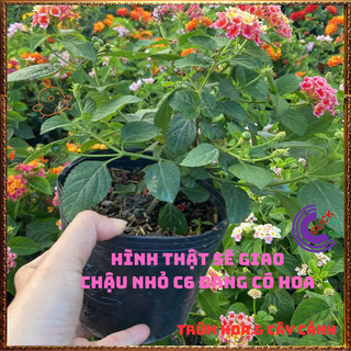 Chậu Hoa Trâm ổi HỒNG SỌC giống đứng ngũ sắc rất thơm KHÔNG GIAO XA⌛Siêu Thị Hoa Và Cây Giống