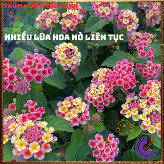 Chậu Hoa Trâm ổi HỒNG SỌC giống đứng ngũ sắc rất thơm KHÔNG GIAO XA️️🥁MiMa market