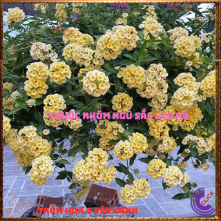 Cây Hoa Ngũ Sắc VÀNG KEM giống đứng trâm ổi thơm đậm KHÔNG GIAO XA️🕛 Hoa Đẹp Dễ Trồng
