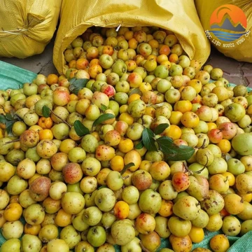 (5kg, 10kg) Quả táo mèo tươi, sấy khô loại 1 rừng Tây Bắc ngâm rượu, ngâm đường giúp hạ huyết áp, hỗ trợ tiêu hoá