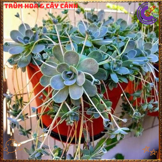 Chậu HOA HỒNG DÂY SIÊU ĐẸP DỄ TRỒNG NHƯ CỎ RẤT DỄ NHÂN GIỐNG ️️🥁MiMa market