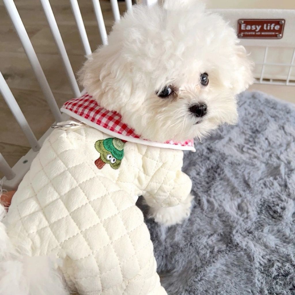 Pet Bichon Dog Quần áo mùa đông Quần áo đệm bông bốn chân màu đỏ Quần áo mèo