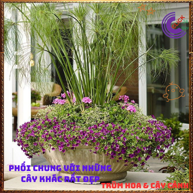 Chậu Cây Thủy Trúc Thái - Lác Dù Cây Phong Thủy Siêu Lọc Nước Bẩn⏰TRÙM HOA VÀ CÂY CẢNH