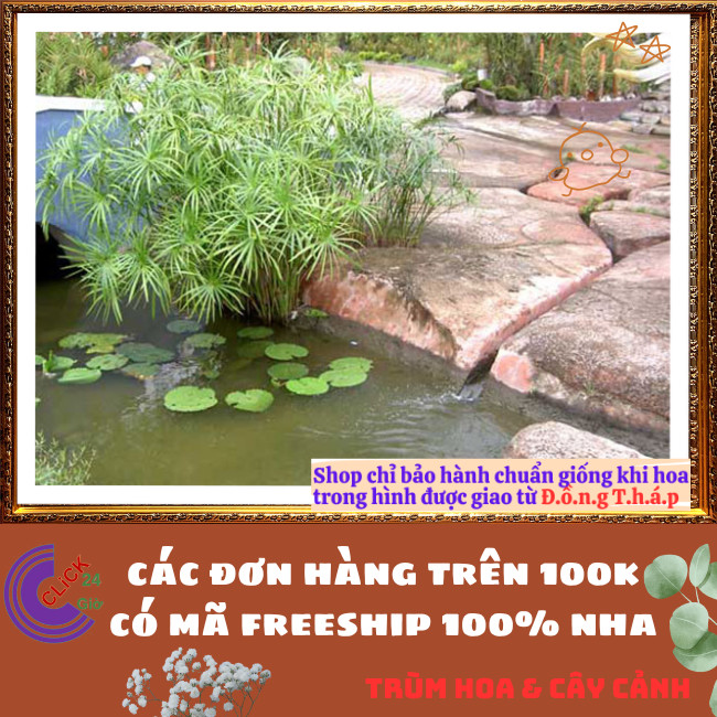 Chậu Cây Thủy Trúc- Lác Dù Cây Phong Thủy Siêu Lọc Nước Bẩn⏰TRÙM HOA VÀ CÂY CẢNH