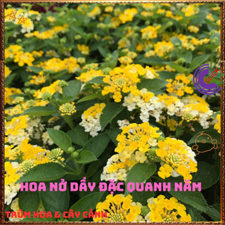 Cây Hoa Ngũ Sắc VÀNG MẬT TRẮNG giống RŨ trâm ổi thơm KHÔNG GIAO XA️📜 Hoa Đẹp Dễ Trồng