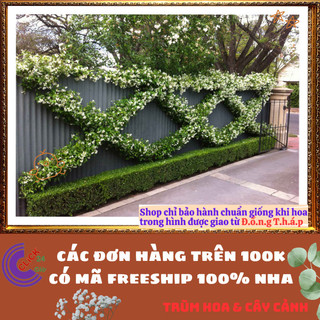 CÂY NGUYỆT QUẾ LEO CHẬU TO SUM ĐẸP ĐANG HOA DỄ TRỒNG THƠM QUANH NĂM ️️️ TUYỆT ĐẸP🥁🚩