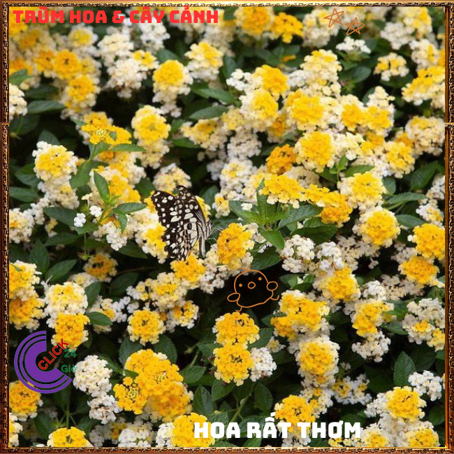 Chậu Hoa Ngũ Sắc VÀNG MẬT giống RŨ trâm ổi thơm ngát KHÔNG GIAO XA️🌭Hoa Mười Giờ Bonsai & Phụ Kiện