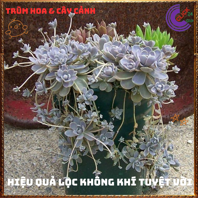 Chậu HOA HỒNG SỢI DỄ TRỒNG NHƯ CỎ TUYỆT PHẨM XINH ĐẸP ️🌭Hoa Mười Giờ Bonsai & Phụ Kiện