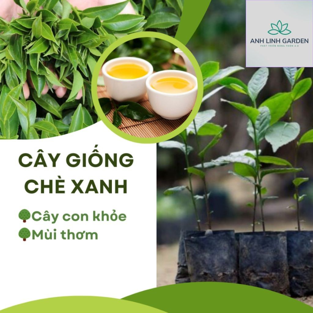 combo 3 Cây chè xanh ( trà xanh) TRỒNG BẰNG HẠT | Shopee Việt Nam