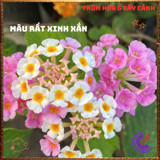 Chậu Hoa Ngũ Sắc HỒNG KEM giống đứng trâm ổi thơm ngát KHÔNG GIAO XA⏳VƯỜN HOA CỔ TÍCH