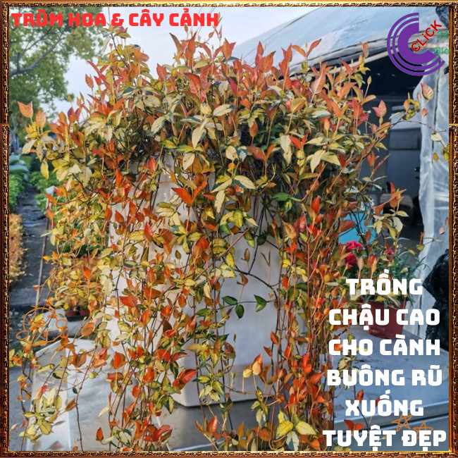 Combo 2 Chậu Dây Thằn Lằn Ngũ Sắc Leo Tường Mới Lạ Tuyệt Đẹp⏰TRÙM HOA VÀ CÂY CẢNH