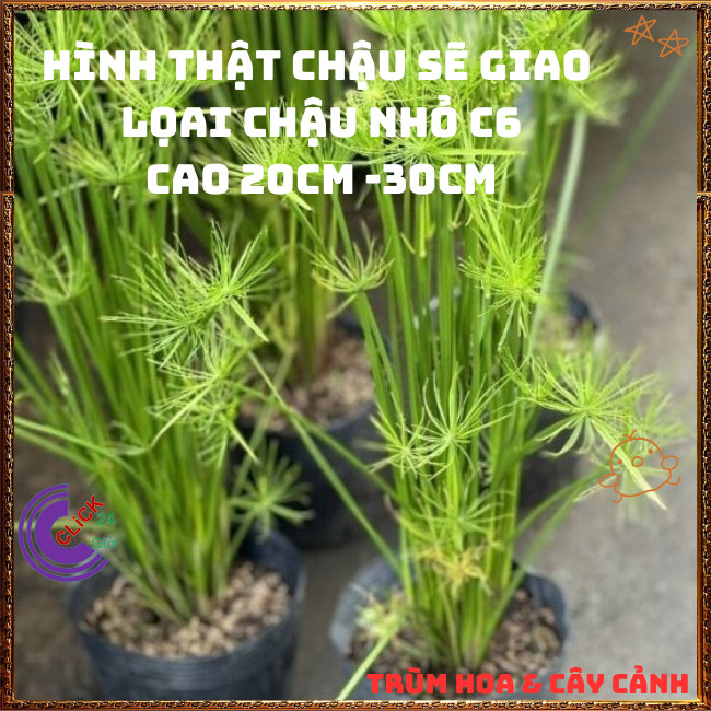 Chậu Cây Thủy Trúc Thái - Lác Dù Cây Phong Thủy Siêu Lọc Nước Bẩn⏰TRÙM HOA VÀ CÂY CẢNH