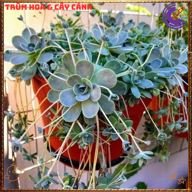 Chậu HOA HỒNG DÂY SIÊU ĐẸP DỄ TRỒNG NHƯ CỎ RẤT DỄ NHÂN GIỐNG ⏰TRÙM HOA VÀ CÂY CẢNH