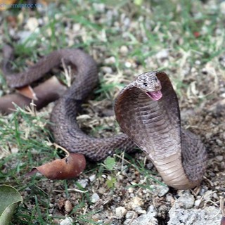 Realistic Simulation Rubber Snake Toy Garden lifelike Joke Prank  Halloween