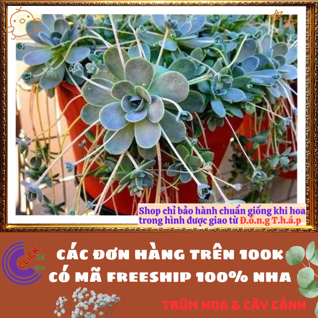 Chậu HOA HỒNG SỢI DỄ TRỒNG NHƯ CỎ TUYỆT PHẨM XINH ĐẸP ️🌭Hoa Mười Giờ Bonsai & Phụ Kiện