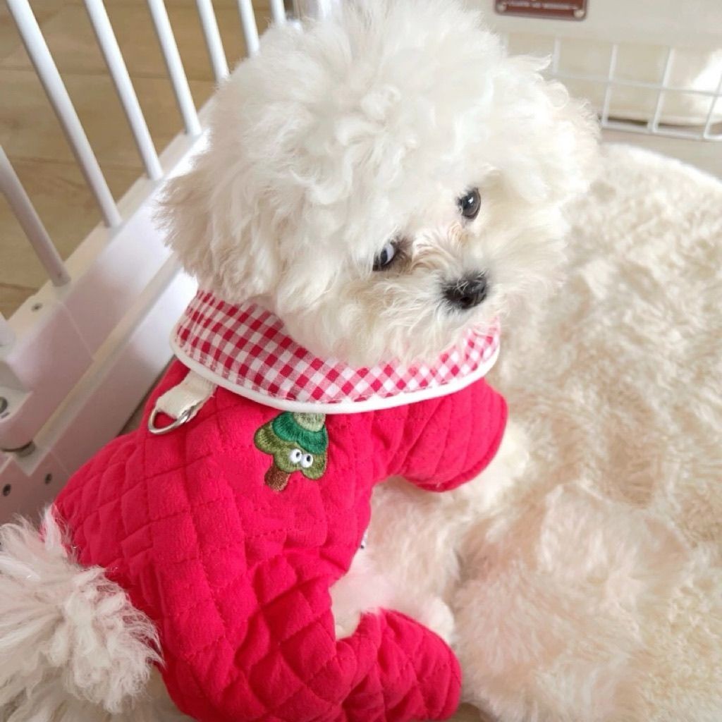 Pet Bichon Dog Quần áo mùa đông Quần áo đệm bông bốn chân màu đỏ Quần áo mèo