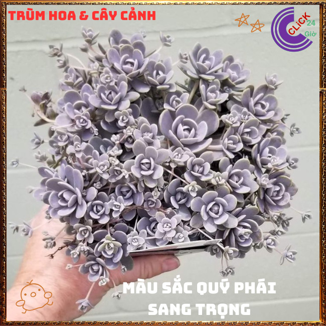 Chậu HOA HỒNG SỢI DỄ TRỒNG NHƯ CỎ TUYỆT PHẨM XINH ĐẸP ️🌭Hoa Mười Giờ Bonsai & Phụ Kiện