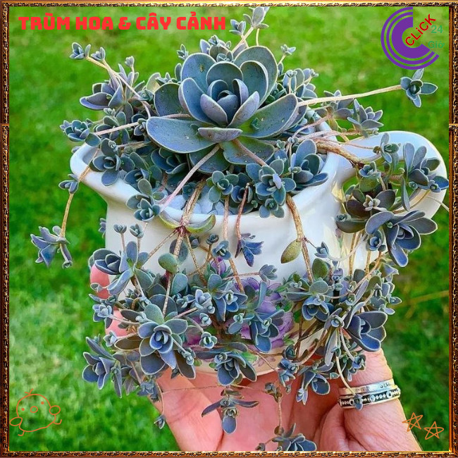 Chậu HOA HỒNG DÂY SIÊU ĐẸP DỄ TRỒNG NHƯ CỎ RẤT DỄ NHÂN GIỐNG ⏰TRÙM HOA VÀ CÂY CẢNH