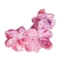 Kẹp Tóc Thời Trang Hoa Nhựa Frangipani - Phụ Kiên Tóc Chuẩn Mốt Cho Mỗi Ngày