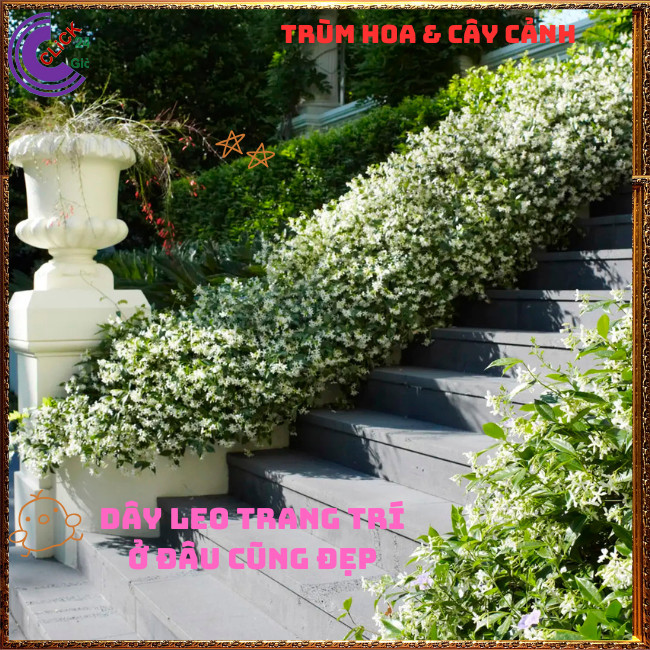 Chậu hoa nguyệt quế leo thơm ngát nhài leo tuyệt đẹp nở quanh năm trồng nhiều kiểu siêu đẹp⏰