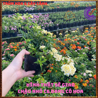 Chậu Hoa Ngũ Sắc VÀNG KEM giống đứng trâm ổi thơm ngát KHÔNG GIAO XA️️🥁Yêu Nhà Yêu Hoa