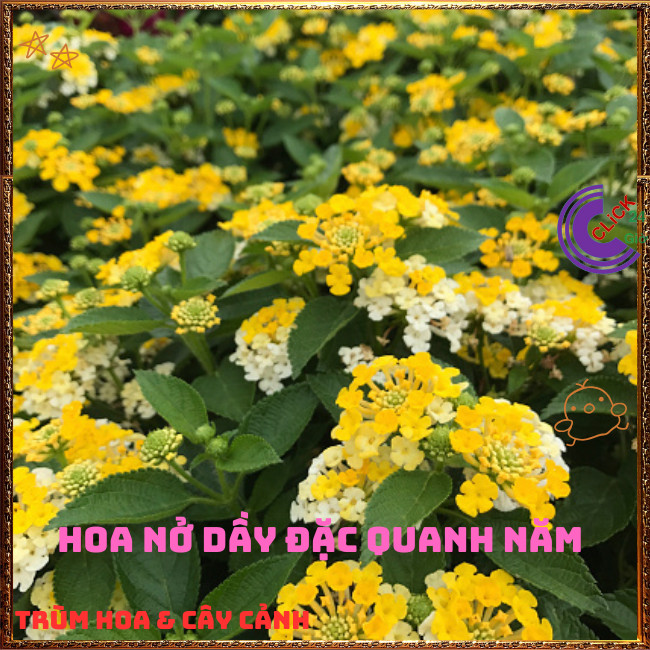 Chậu Hoa Trâm ổi VÀNG MẬT TRẮNG giống RŨ ngũ sắc thơm KHÔNG GIAO XA⏰ TRÙM HOA VÀ CÂY CẢNH