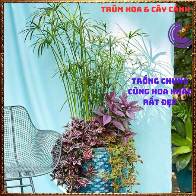 Chậu Cây Thủy Trúc- Lác Dù Cây Phong Thủy Siêu Lọc Nước Bẩn⏰TRÙM HOA VÀ CÂY CẢNH