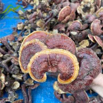 Nấm lim xanh rừng tự nhiên Tây Bắc mọc trên thân gốc lim xanh đã mục. Dược liệu quý nấm lim xanh, linh chi đỏ ngâm rượu