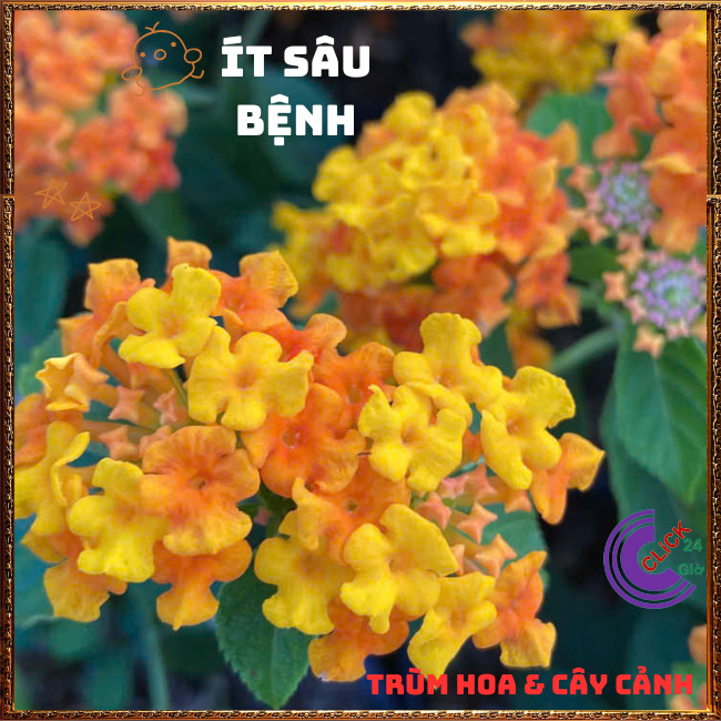 Chậu Hoa Trâm ổi VÀNG CAM giống đứng ngũ sắc rất thơm KHÔNG GIAO XA⏰TRÙM HOA VÀ CÂY CẢNH