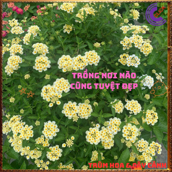 Chậu Hoa Ngũ Sắc VÀNG KEM giống đứng trâm ổi thơm ngát KHÔNG GIAO XA💍Hoa Mười Giờ Bonsai & Phụ Kiện