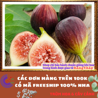 Cây Sung Mỹ Cao Hơn 50cm Trái To Quanh Năm Dễ Trồng Ngon Ngọt Thanh️📬 Làng Hoa Sa Đéc