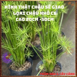 Chậu Cây Thủy Trúc THÁI- Cói Dù Cây Phong Thủy Siêu Lọc Nước Bẩn️📜 Hoa Đẹp Dễ Trồng