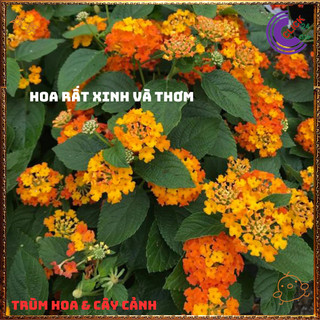 Cây Hoa Ngũ Sắc CAM VÀNG giống đứng trâm ổi thơm đậm KHÔNG GIAO XA💍Làng Hoa Sa Đéc