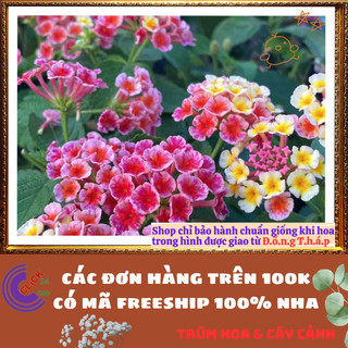 Chậu Hoa Trâm ổi HỒNG SỌC giống đứng ngũ sắc rất thơm KHÔNG GIAO XA️️🥁MiMa market