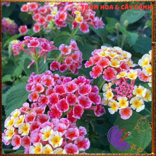 Chậu Hoa Trâm ổi HỒNG SỌC giống đứng ngũ sắc rất thơm KHÔNG GIAO XA⌛Siêu Thị Hoa Và Cây Giống