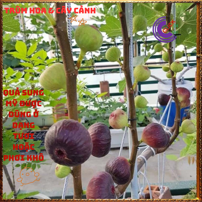Chậu Cây Sung Mỹ Cao Hơn 50cm Trái To Ngọt Mát Nhiều Chồi Dễ Trồng️🌭Hoa Mười Giờ Bonsai & Phụ Kiện