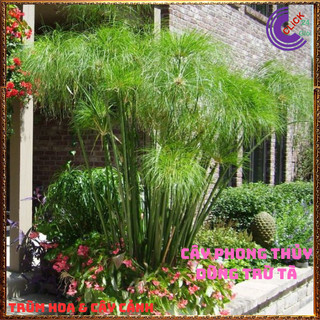 Chậu Cây Thủy Trúc THÁI- Trồng Bán Cạn Thủy Sinh Siêu Lọc Nước Bẩn ️🌭Hoa Mười Giờ Bonsai & Phụ Kiện