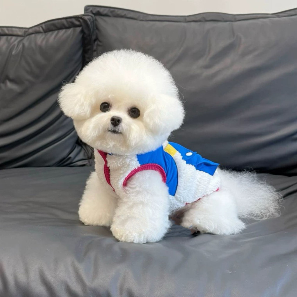 Áo khoác mùa thu cho thú cưng Áo khoác bỏ túi lớn