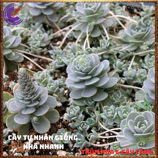Chậu CÂY HOA HỒNG SỢI DỄ TRỒNG NHƯ CỎ SIÊU XINH TRỒNG ĐÂU CŨNG ĐẸP️📬 Làng Hoa Sa Đéc