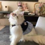 Váy thú cưng Preppy có dây buộc nơ & dây đeo mỏng - Trang phục chống rơi phong cách đi học dễ thương cho chó mèo, Áo choàng không tay chống nước mùa hè